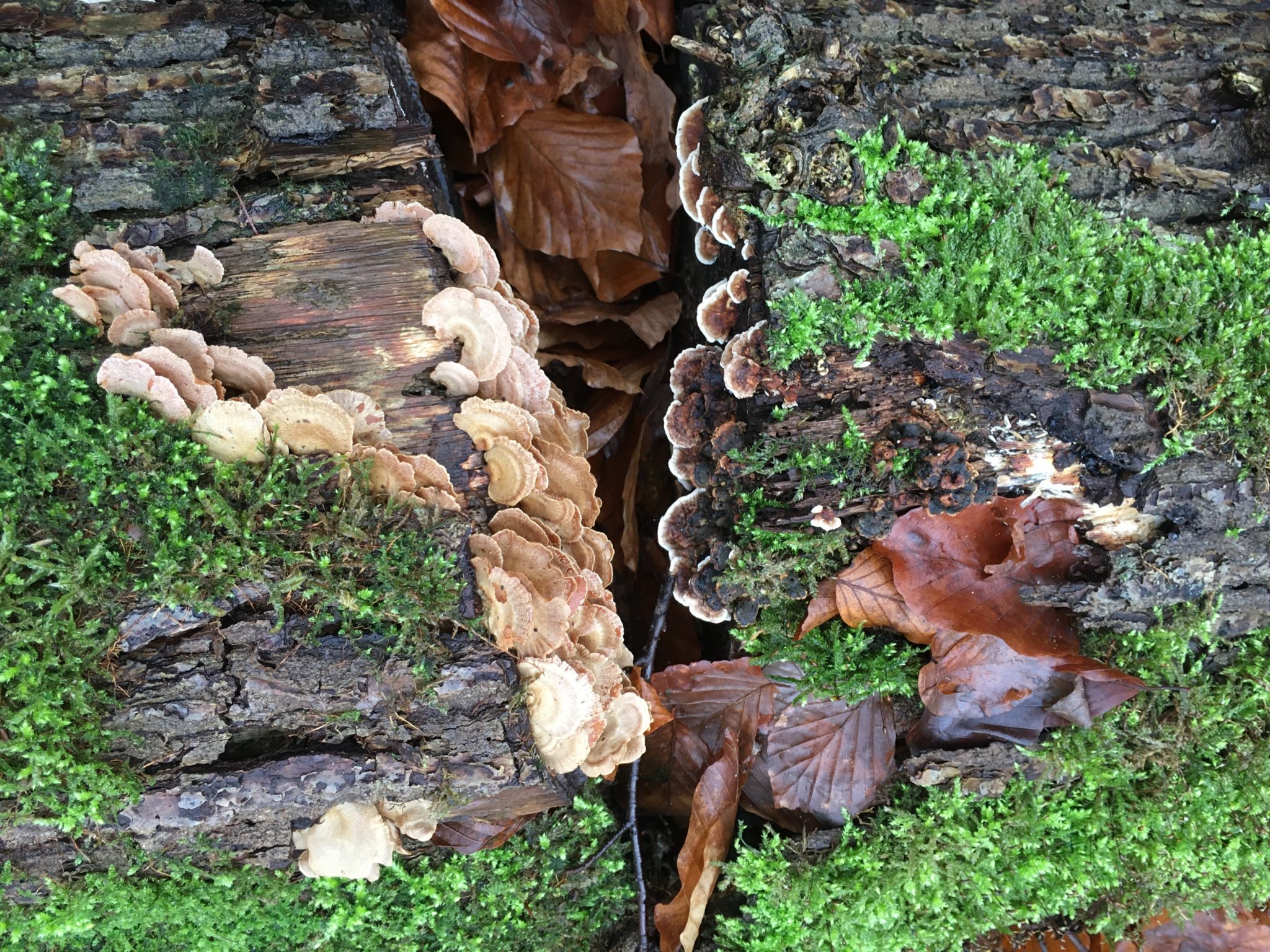 Moos Baum Himmelsrichtung